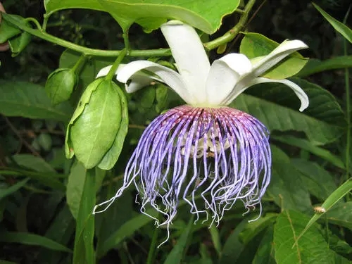 Passionflower,passiflora Passionflower,passiflora